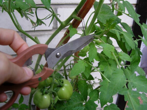 Листья томатов подлежат обрезке в нескольких случаях