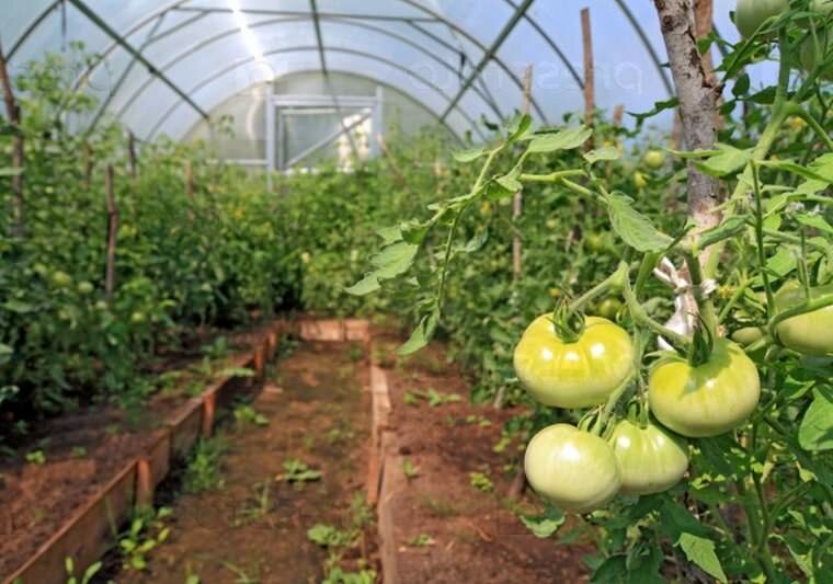 Чтобы томаты краснели, потребуется исследовать их почву и окружение, с целью отыскать причины