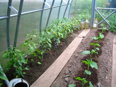 В одной теплице можно сажать различные овощные культуры при условии, что для их выращивания подходят одинаковые условия 