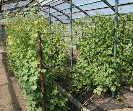 В теплице можно выращивать виноград как на продажу, так и для собственного употребления 