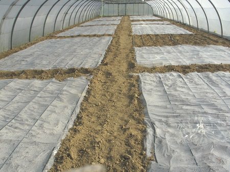 Благодаря обеззараживанию почвы можно существенно улучшить качество урожая 