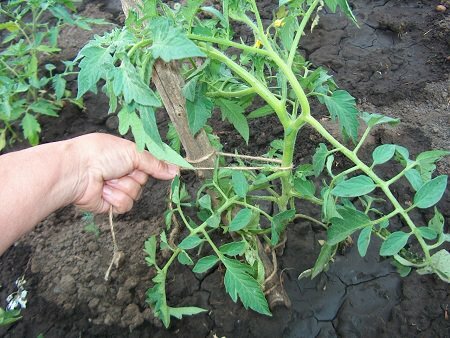 Подвязывая помидоры в теплице, можно существенно улучшить качество урожая 