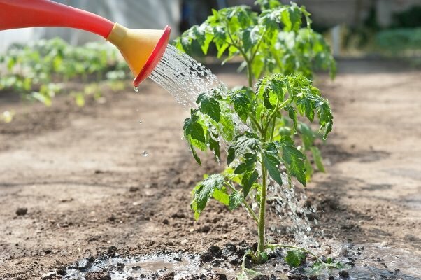 Рекомендации: как поливать помидоры марганцовкой и 9 причин гибели ростков
