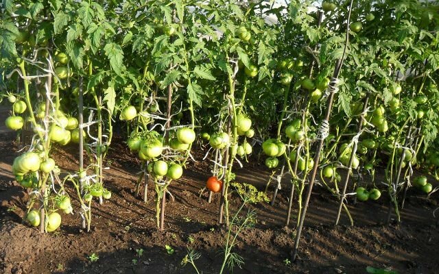 Получить хороший и богатый урожай можно, если тщательно следить за растениями и удобрять их качественными средствами