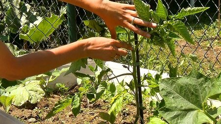 Выполнив пасынкование огурцов в теплице, можно улучшить рост куста и итоговое качество плодов 
