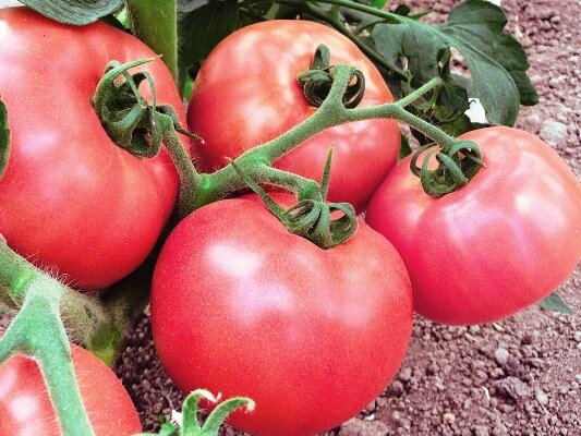 Выбирая сорта низкорослых томатов, следует учитывать их параметры и характеристики 