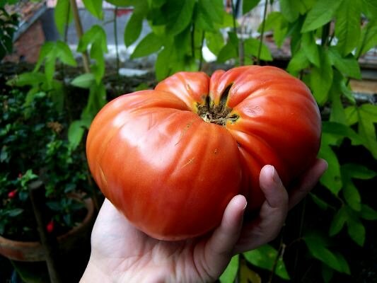 На сегодняшний день многие садоводы предпочитают заниматься выращиванием болгарских помидор, поскольку они невероятно вкусные 