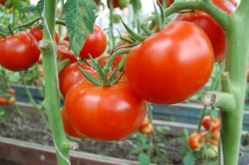 Изобилие сортов томатов ставит огородников перед непростым выбором