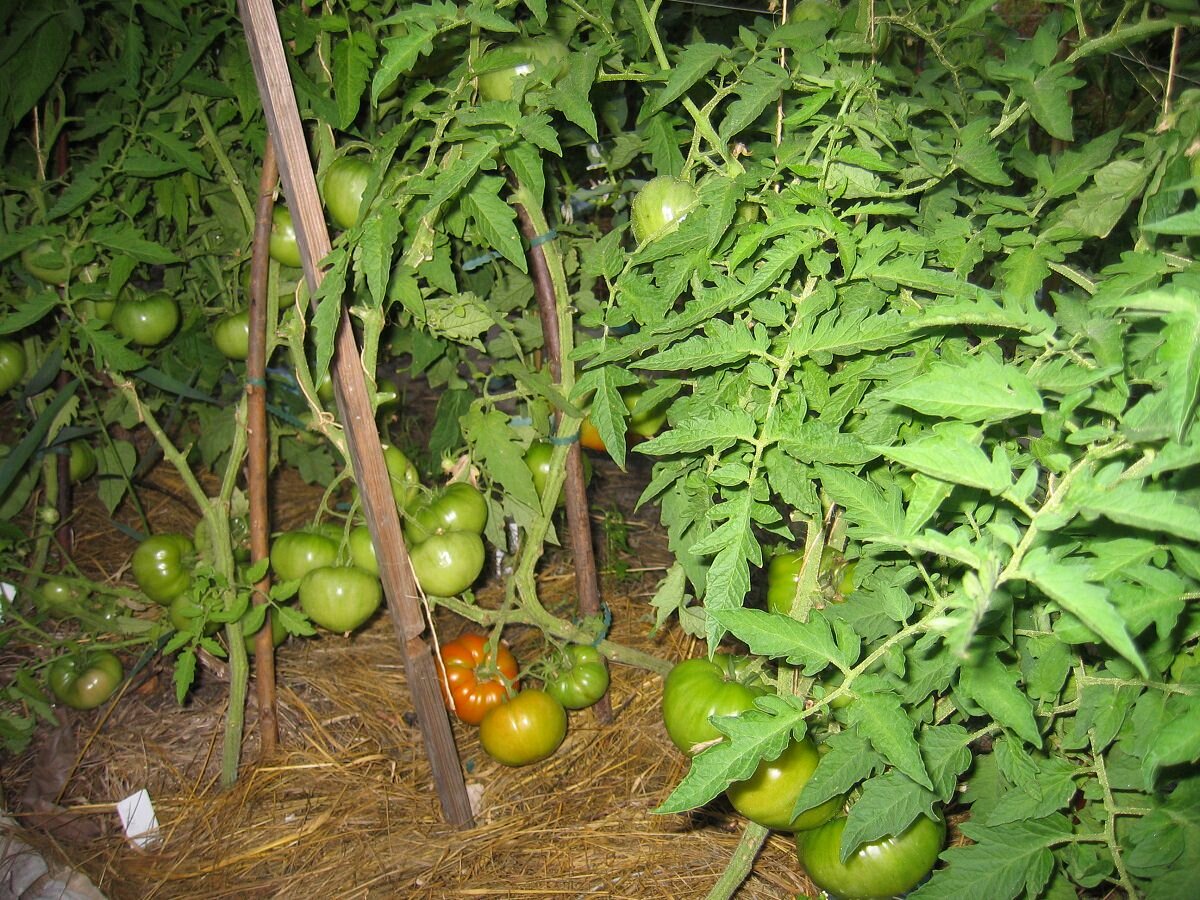 При выращивании томатов Медвежья лапа их стоит подвязывать, поскольку они имеют тяжелые плоды 