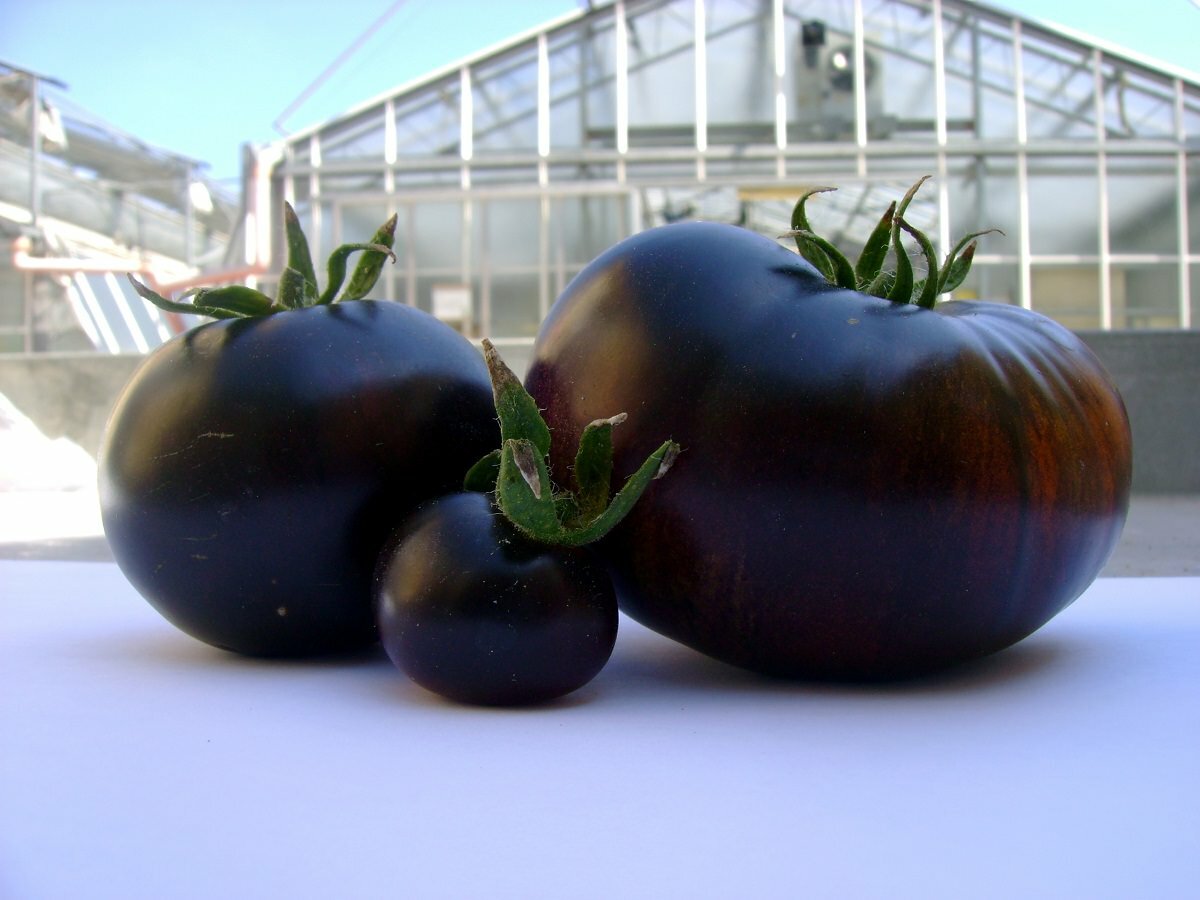 Среди преимуществ томатов Черный принц стоит отметить отличные вкусовые свойства и большой размер 