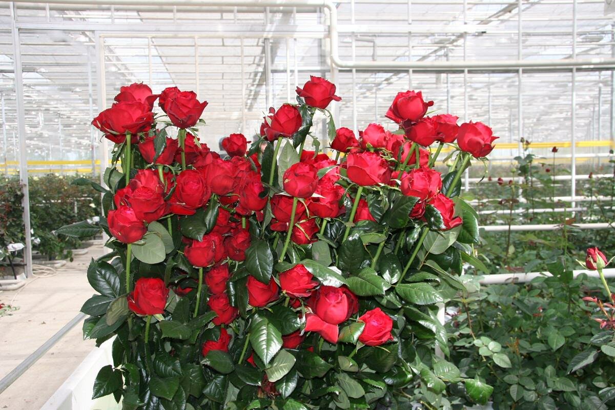 Теплицы, в которых выращиваются розы для продажи, должны быть оборудованы отопительными приборами 