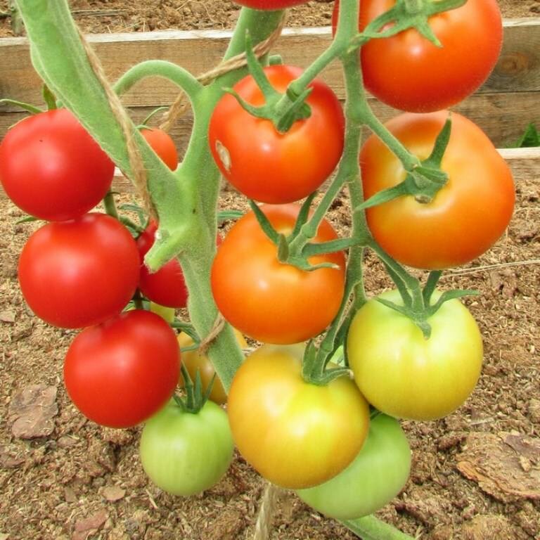 Садоводы отмечают, что томат Яблочный отличается стойкостью и может долго храниться