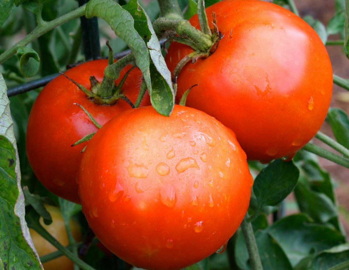 При правильном уходе плоды помидоров Слот вырастают сочные и большие 