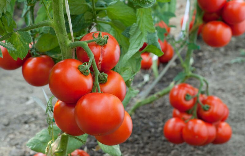 Выращивать помидоры сорта Ляна абсолютно несложно