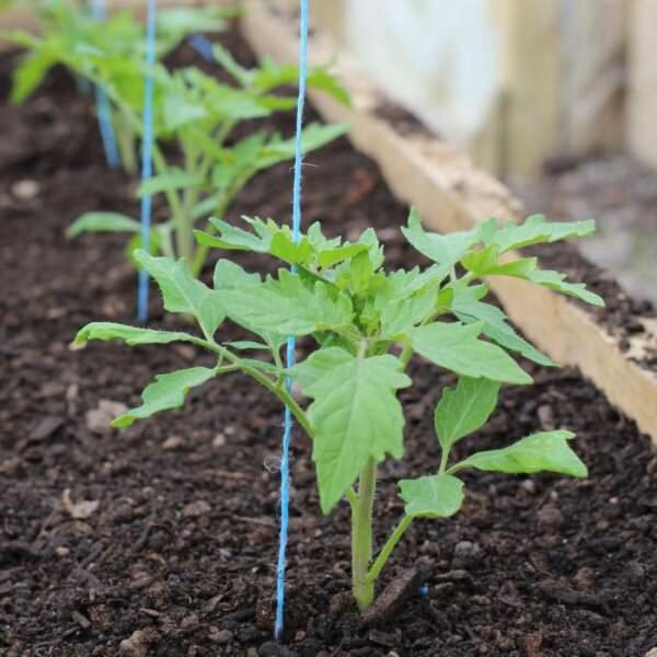 Выращивание рассады помидоров в большей степени, зависит от условий и ухода. Поэтому важно соблюдать все рекомендации