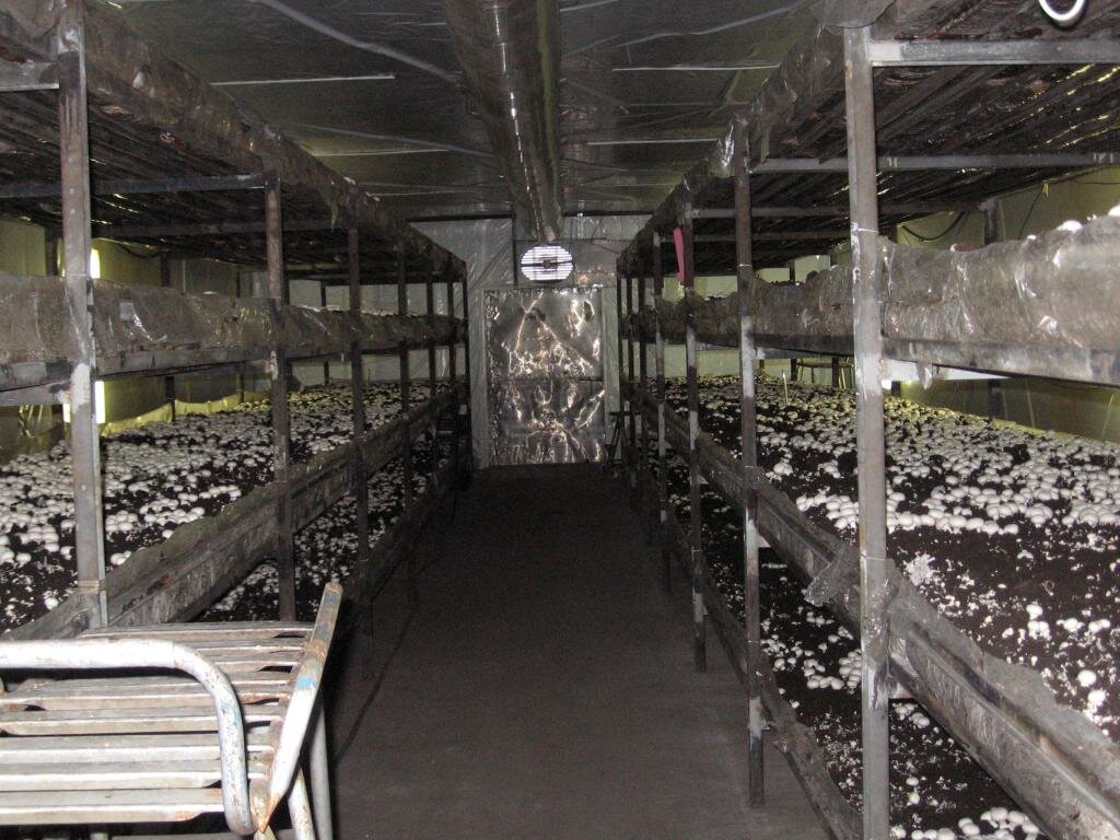 Для выращивания грибов в теплице следует соорудить стеллажи для их размещения 