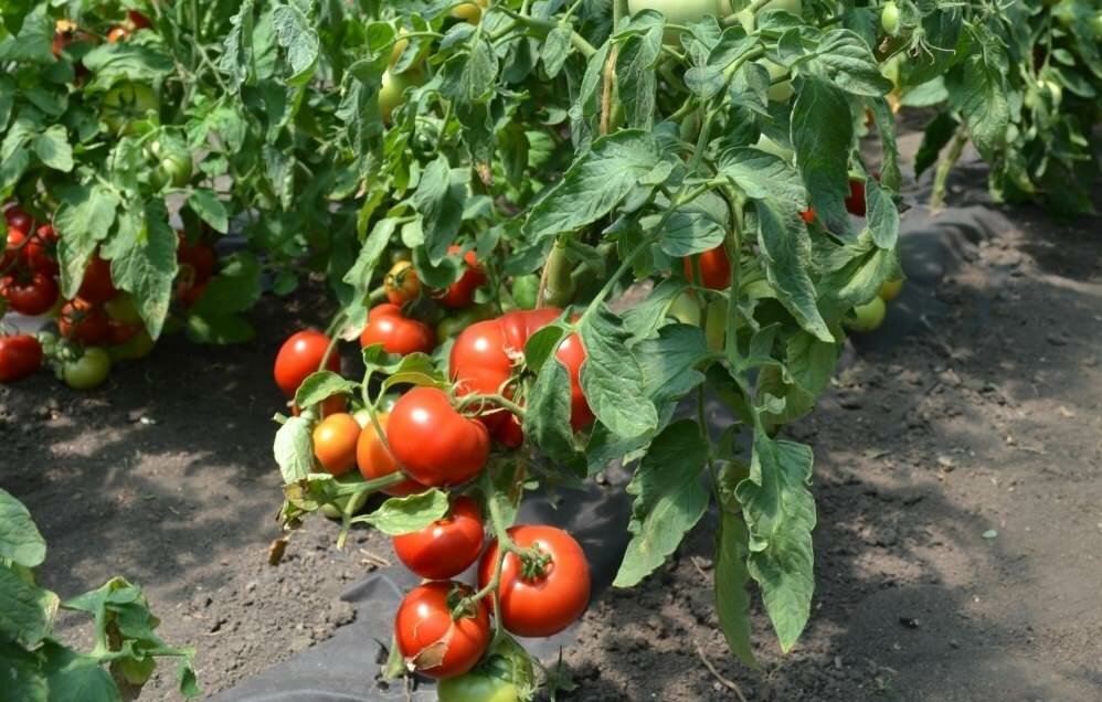 Благодаря прекрасным вкусовым качествам о томатах Слот зачастую отзываются положительно 