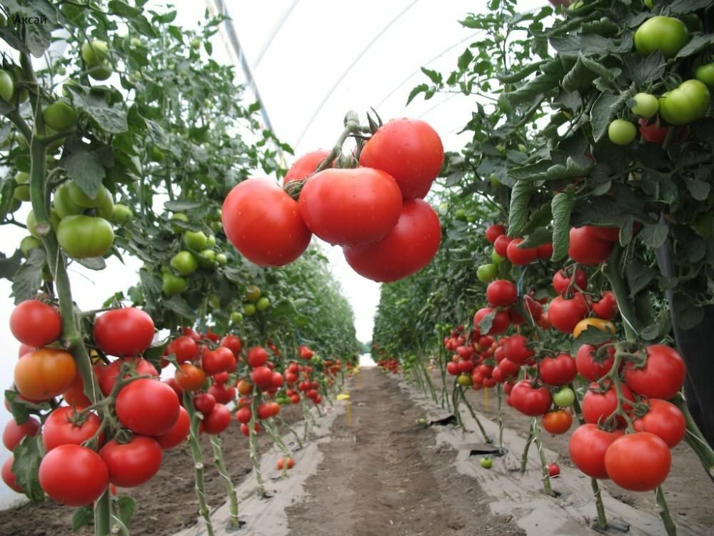 Суперранние сорта помидор для теплиц позволяют в короткие сроки получить урожай 