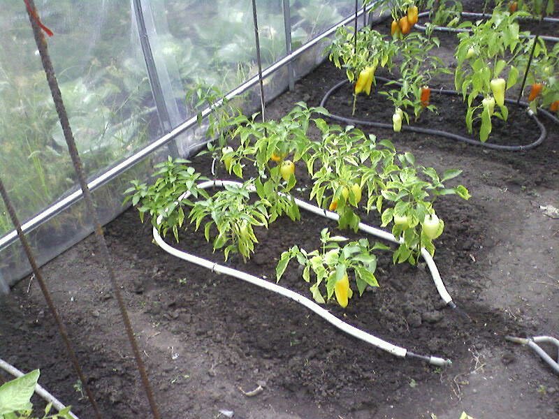 Самым эффективным способом полива овощей в поликарбонатной теплице является капельный полив