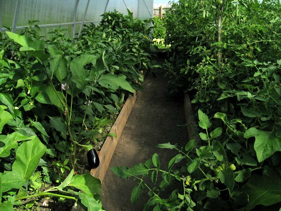 Баклажаны требуют таких же условий для роста, как и помидоры, поэтому их можно сажать на одной грядке