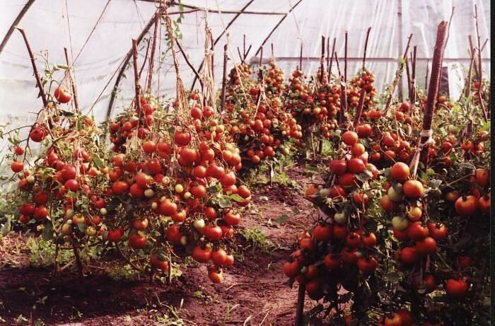 Для максимально большого урожая необходимо правильно ухаживать за кустами томата Благовест