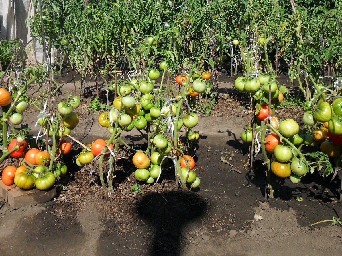 Удобрять помидоры после высадки в грунт можно как химическими препаратами, так и натуральными средствами 