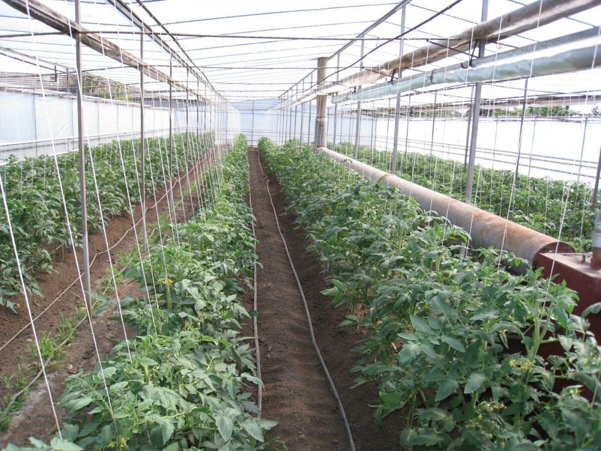 При выращивании скороспелых томатов стоит оснастить теплицу отопительным оборудованием и системой автоматического полива 