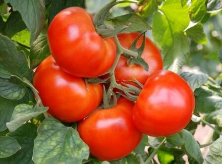 Для томата Большая мамочка характерно раннее созревание плодов