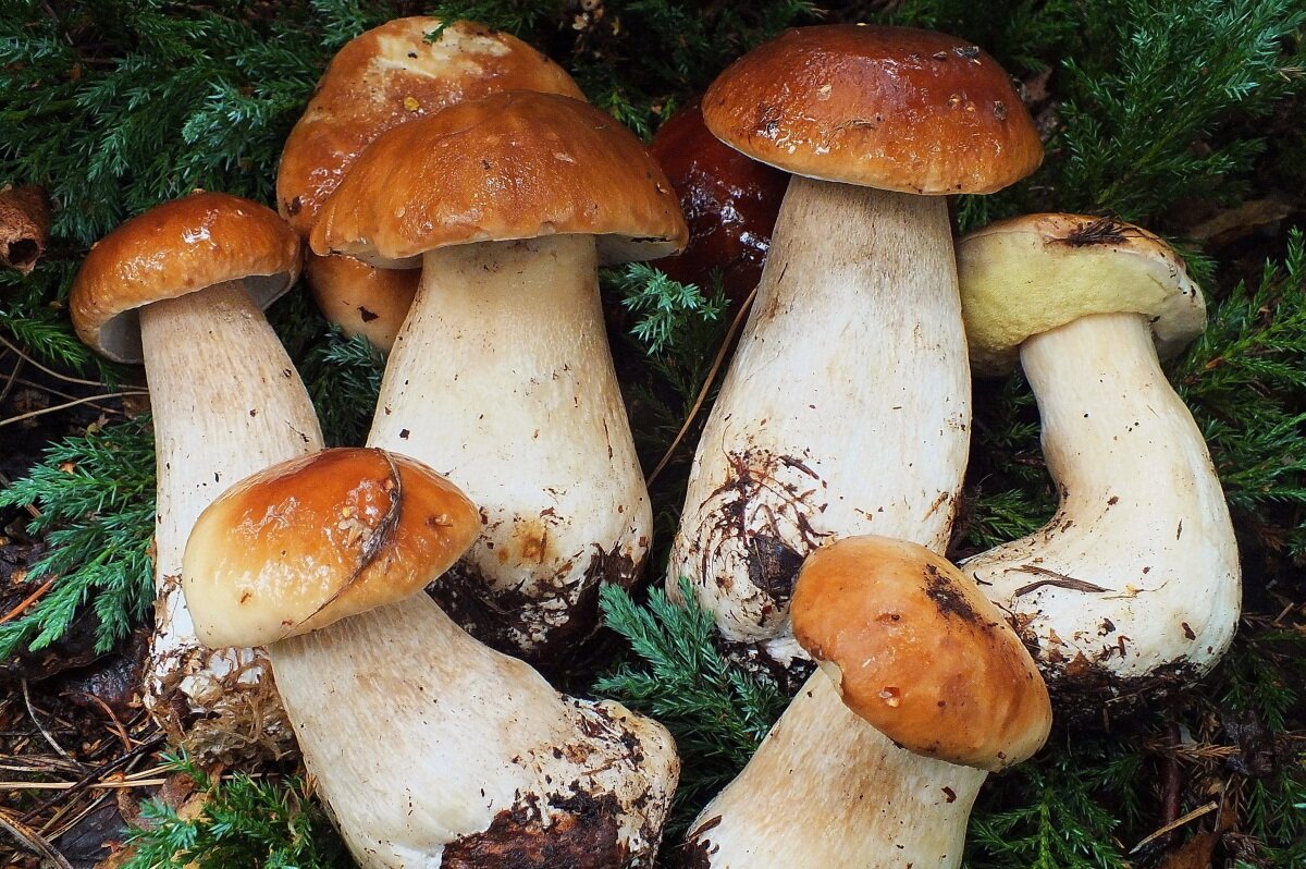 В теплице на даче можно выращивать белые грибы как на продажу, так и для собственного употребления 