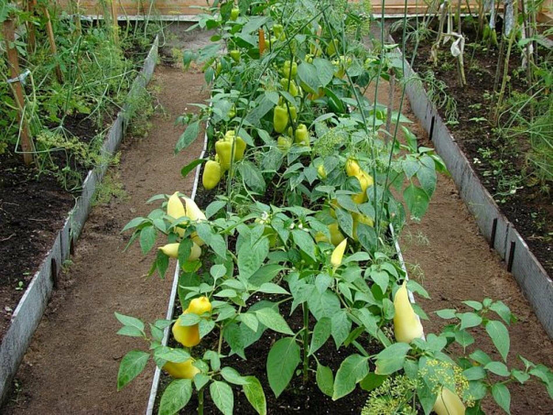 Правильные условия пересадки перцев и томатов - залог успешного роста и высокого урожая растений