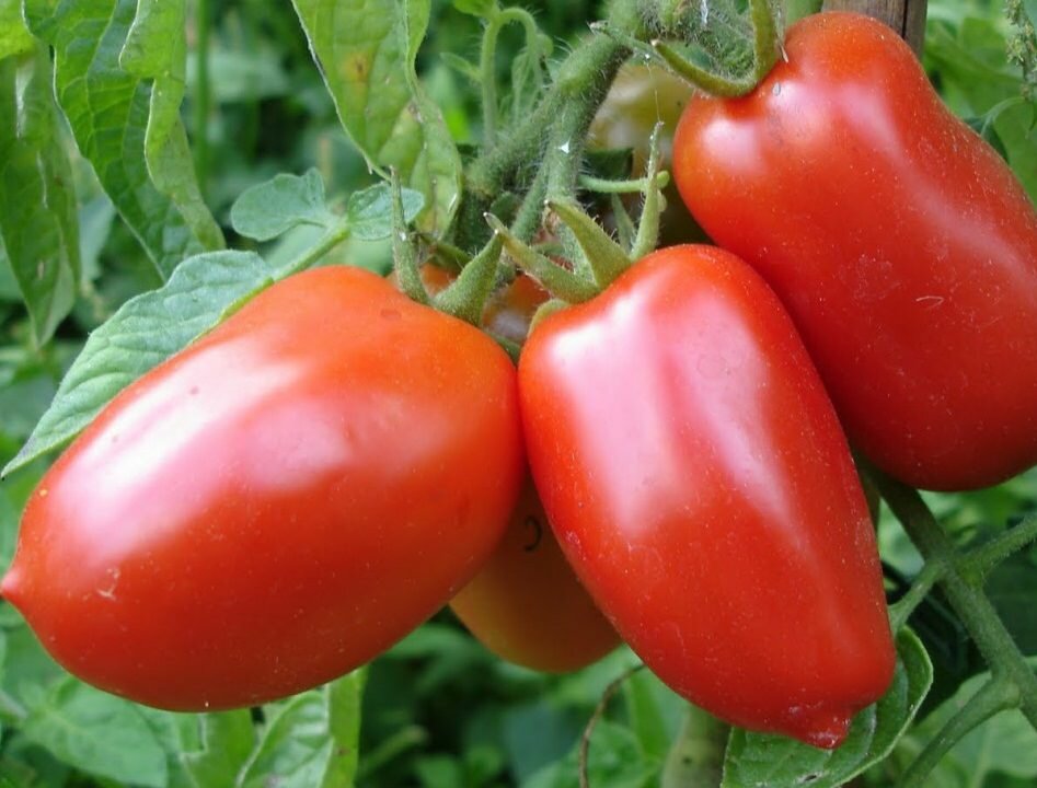 Садить томаты Рома можно не только в теплице, но и на открытом воздухе 