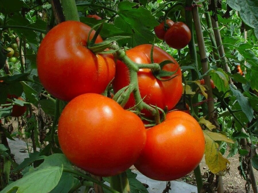 Во время плодоношения помидоров их необходимо подкармливать
