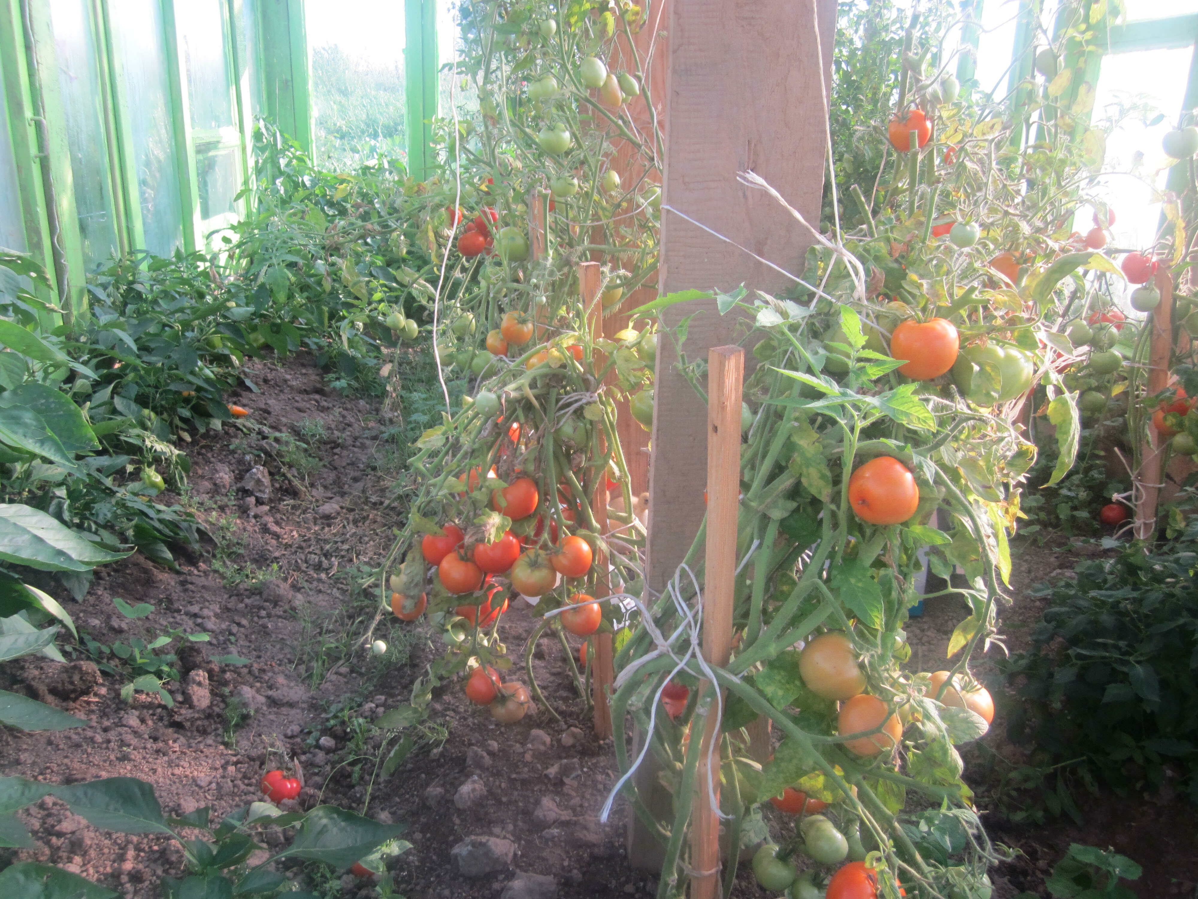 Чтобы выращивать перцы и помидоры в одной теплице, необходимо изучить особенности каждого растения