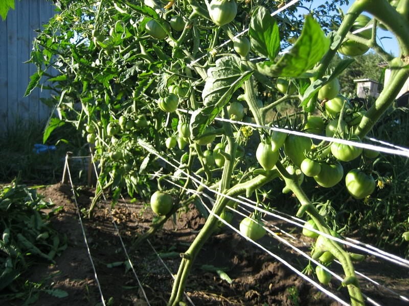 Для того чтобы урожайность томатов повысилась, специалисты рекомендуют проводить обрезку так называемой почки роста
