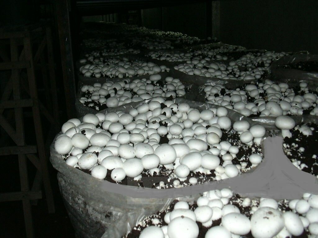 Благодаря выращиванию грибов в теплице и последующей их продаже можно существенно улучшить свое финансовое состояние 