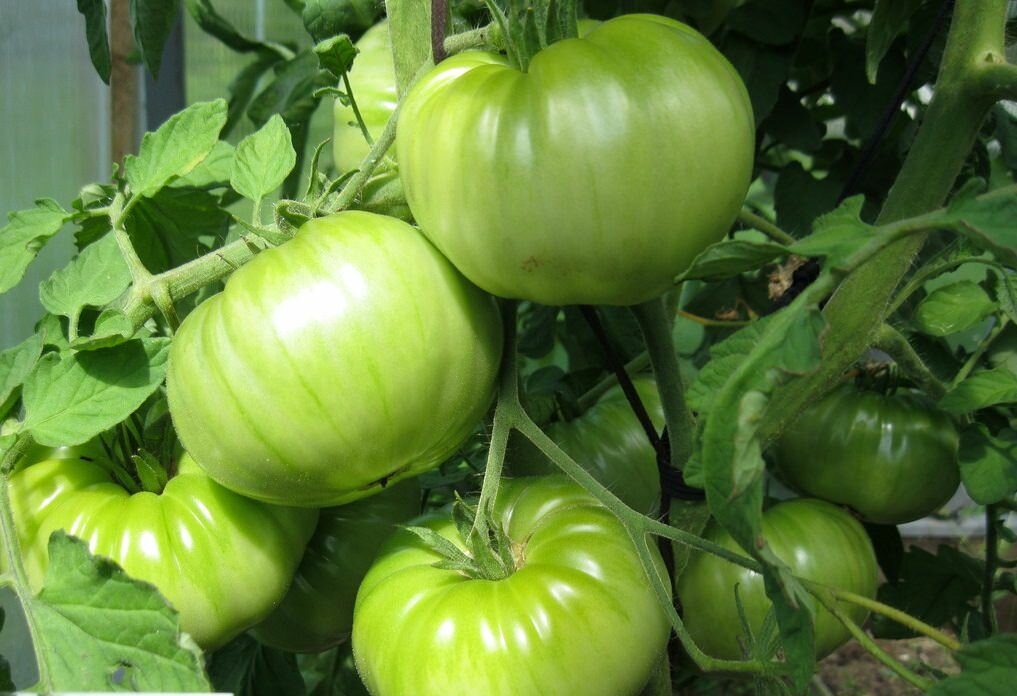 При выращивании томатов Космонавт Волков их рекомендуется удобрять, например, золой 