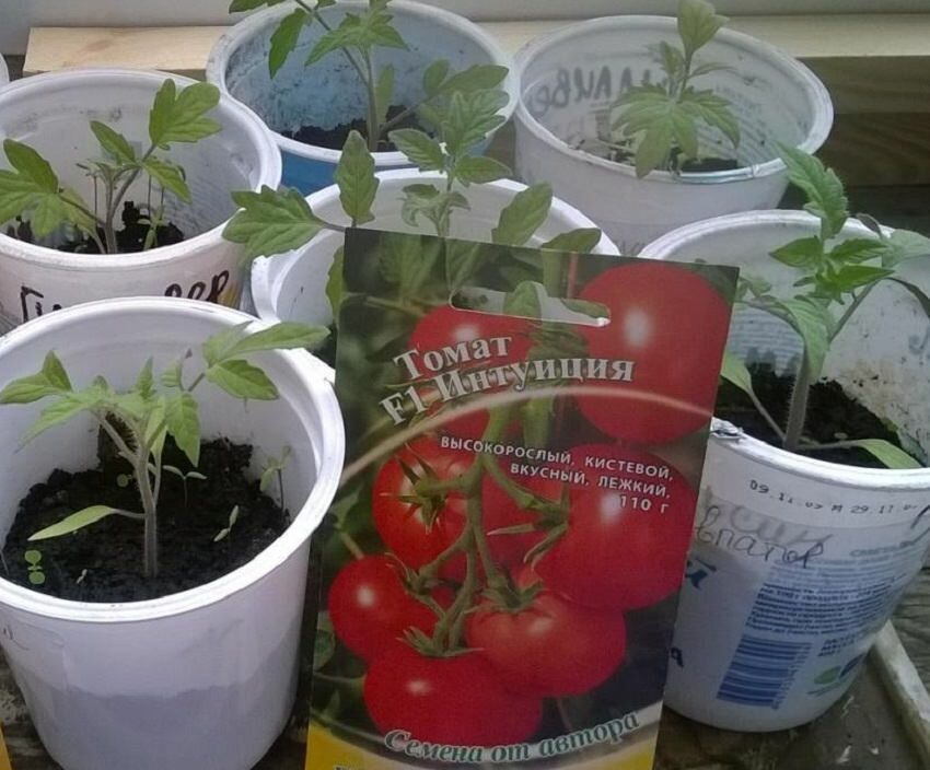 Рассаду помидоров Интуиция можно выращивать в любой емкости: стаканчиках, коробках, бутылках с обрезанным горлышком 