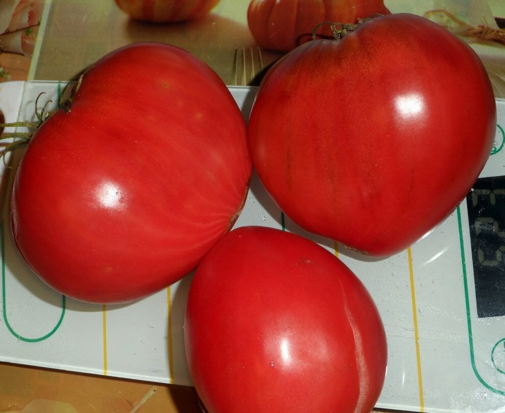 Благодаря отличным вкусовым качествам о помидорах Бычье сердце в основном отзываются положительно 