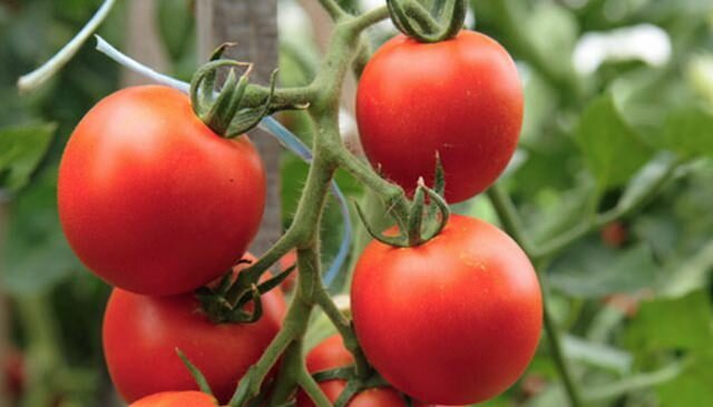 Гибридные сорта томатов можно выращивать в теплице круглый год