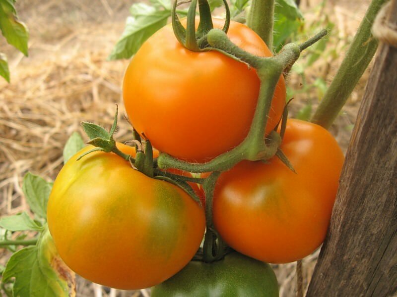 Раннеспелые сорта помидоров для теплиц могут быть высокорослыми и низкорослыми