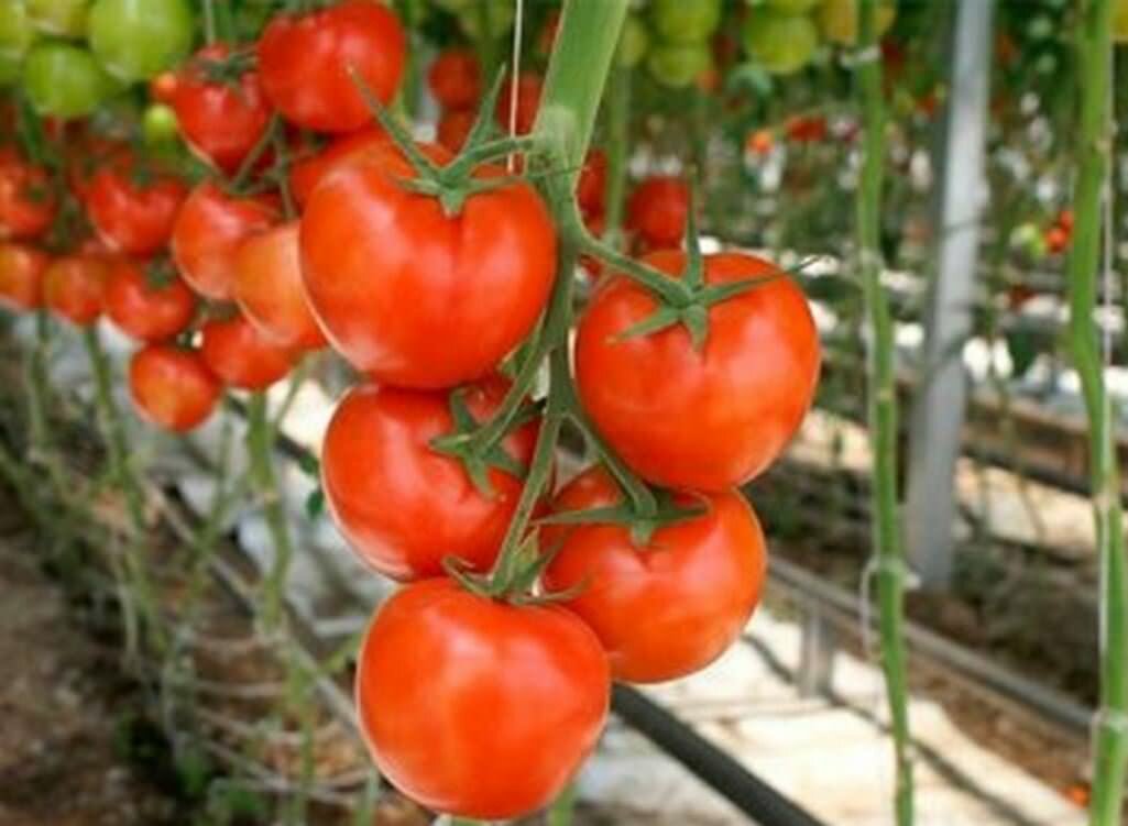 Если вы заметили, что помидоры плохо растут, тогда нужно тщательно проверить теплицу и грунт на наличие грибковых инфекций