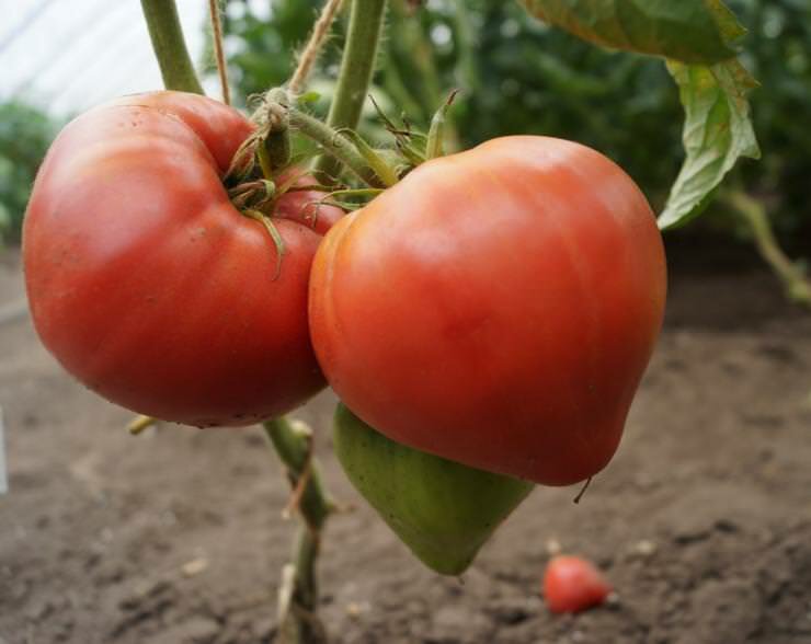 Для посадки в теплице лучше всего подойдут томаты полудетерминантного типа