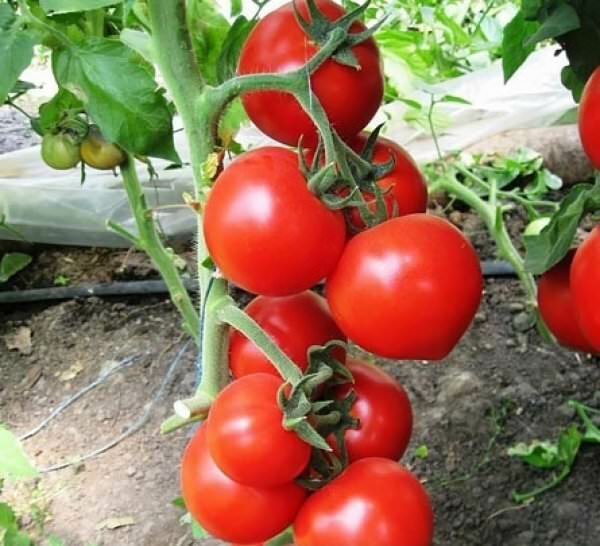 Этот сорт томата обладает хорошей устойчивостью к различным заболеваниям