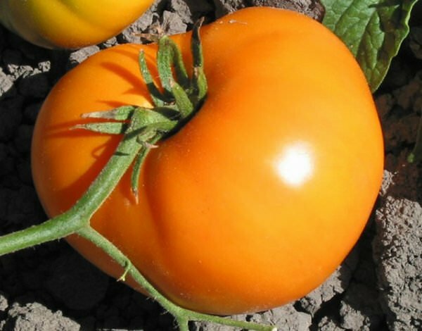 Есть интересный гибрид, который объединяет в себе многие качества: это и внешняя красота, вкусовые качества и урожайность. Такой сорт томатов имеет название «Хурма»