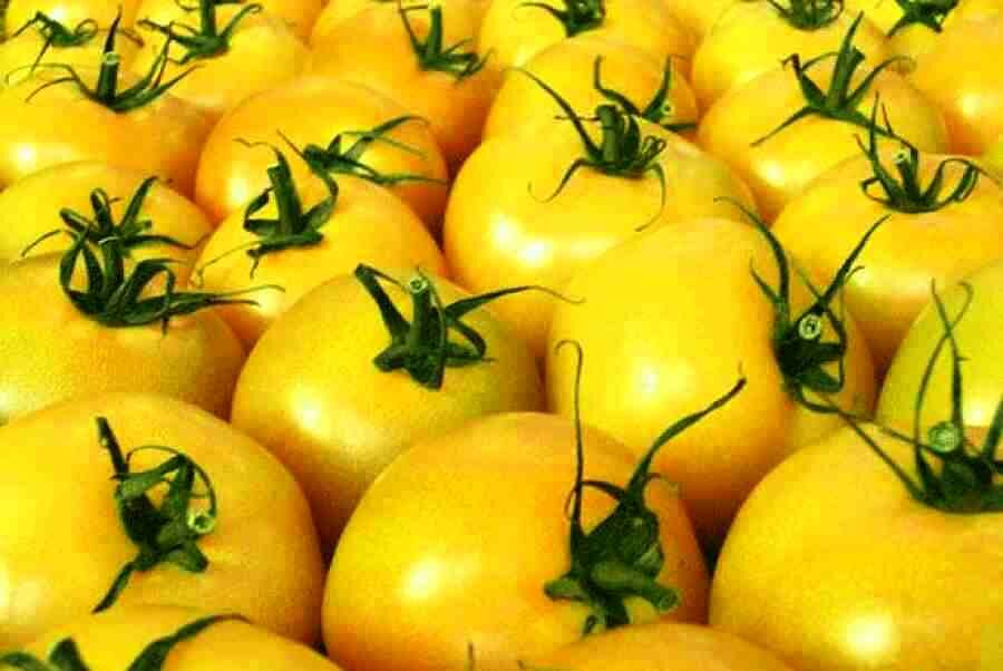 Преимущества желтых томатов заключаются в том, что они очень полезные и невероятно вкусные 