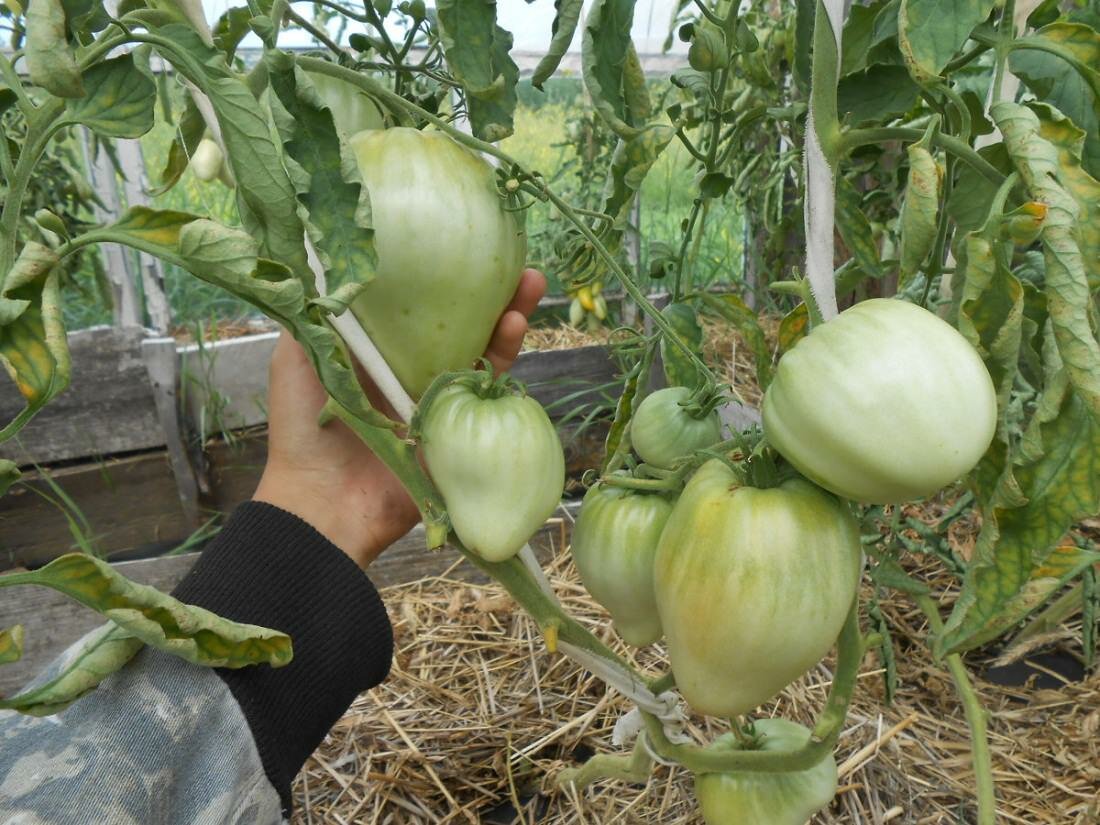 Выращивать помидоры Бычье сердце можно как в теплице, так и на улице 