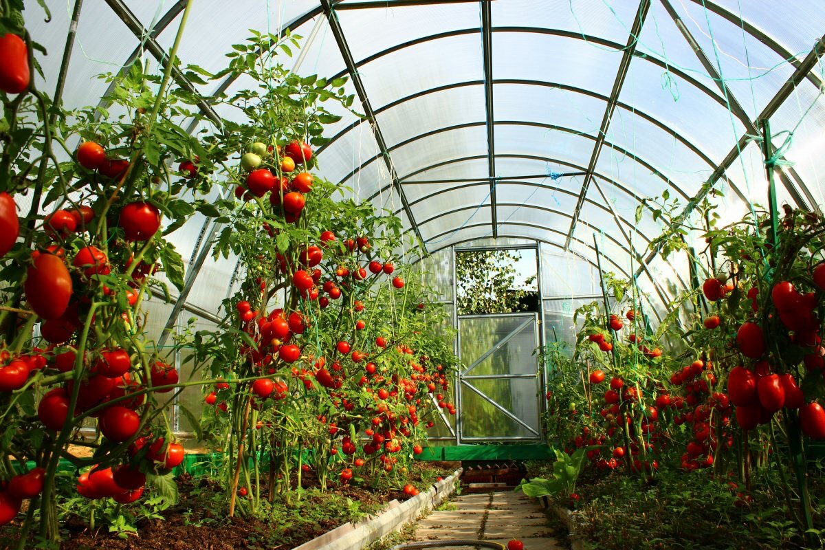 При выращивании помидоров в теплице ее следует регулярно проветривать и поддерживать в ней оптимальную температуру воздуха 