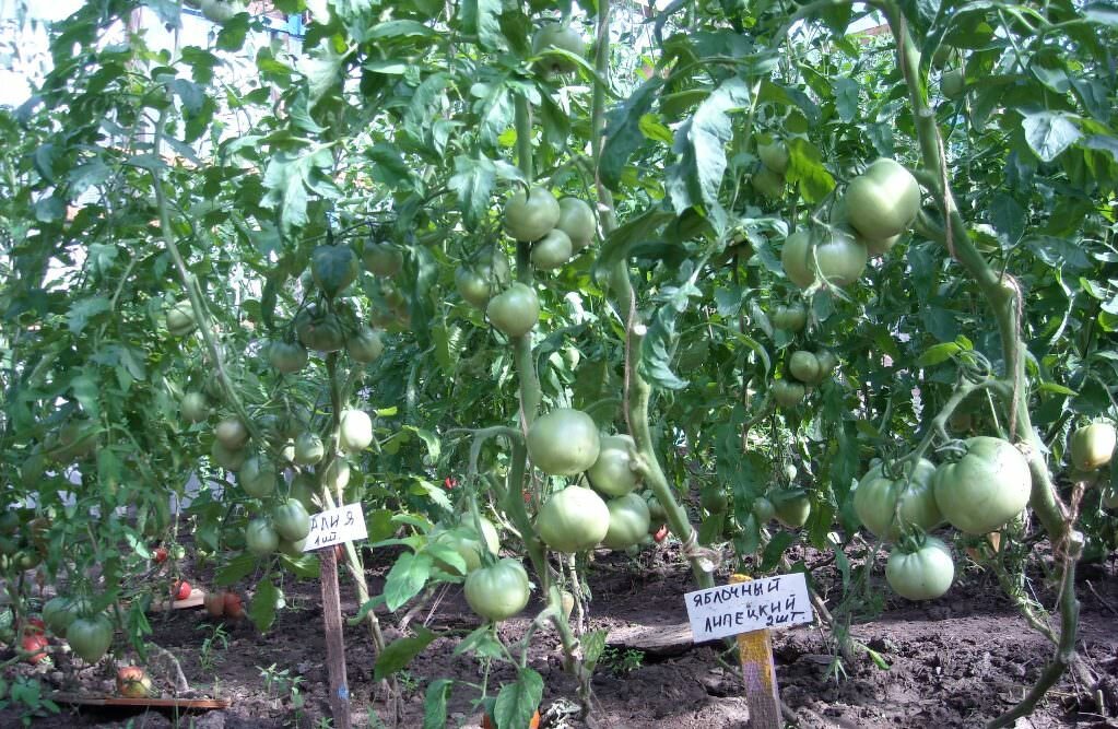 Для того чтобы получить хороший урожай томатов, необходимо грамотно ухаживать за растениями и регулярно их подкармливать 
