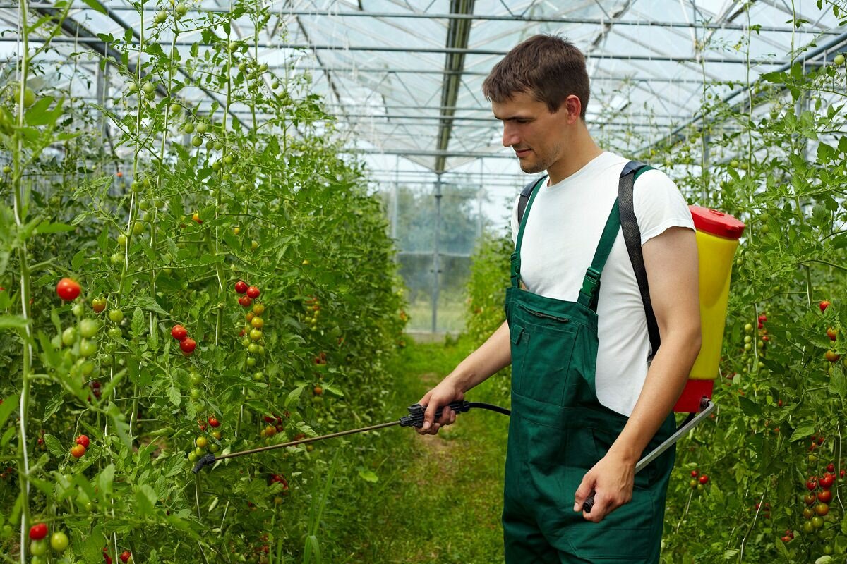 Внекорневую подкормку помидоров в теплице можно осуществлять с помощью распылителя 
