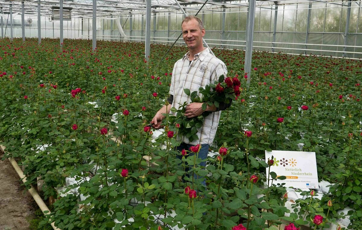 Если теплица большая, то розы лучше высаживать на подготовленные грядки, оборудованные системой автоматического полива 